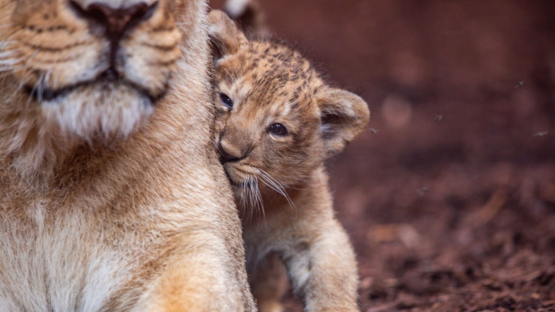 Löwenbaby im Schweriner Zoo Löwenbaby im Schweriner Zoo