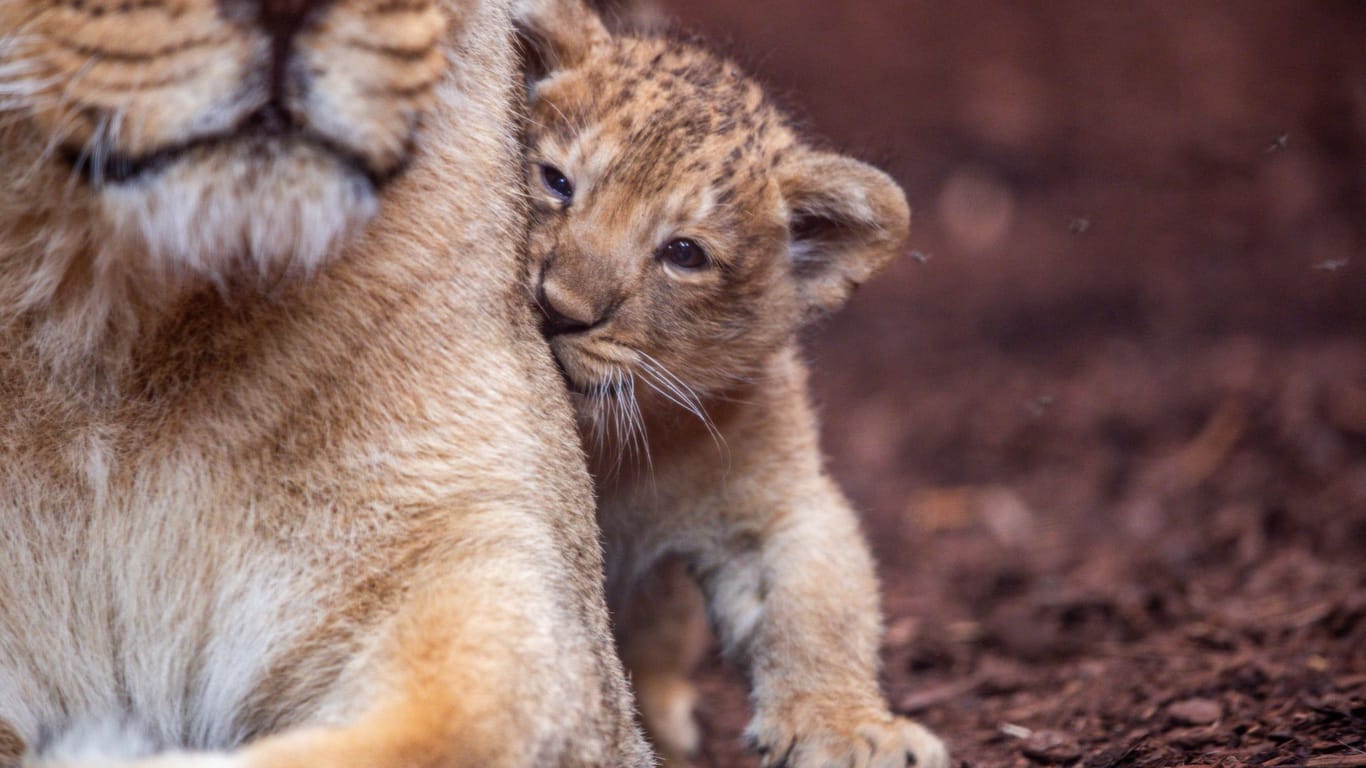 Löwenbaby im Schweriner Zoo