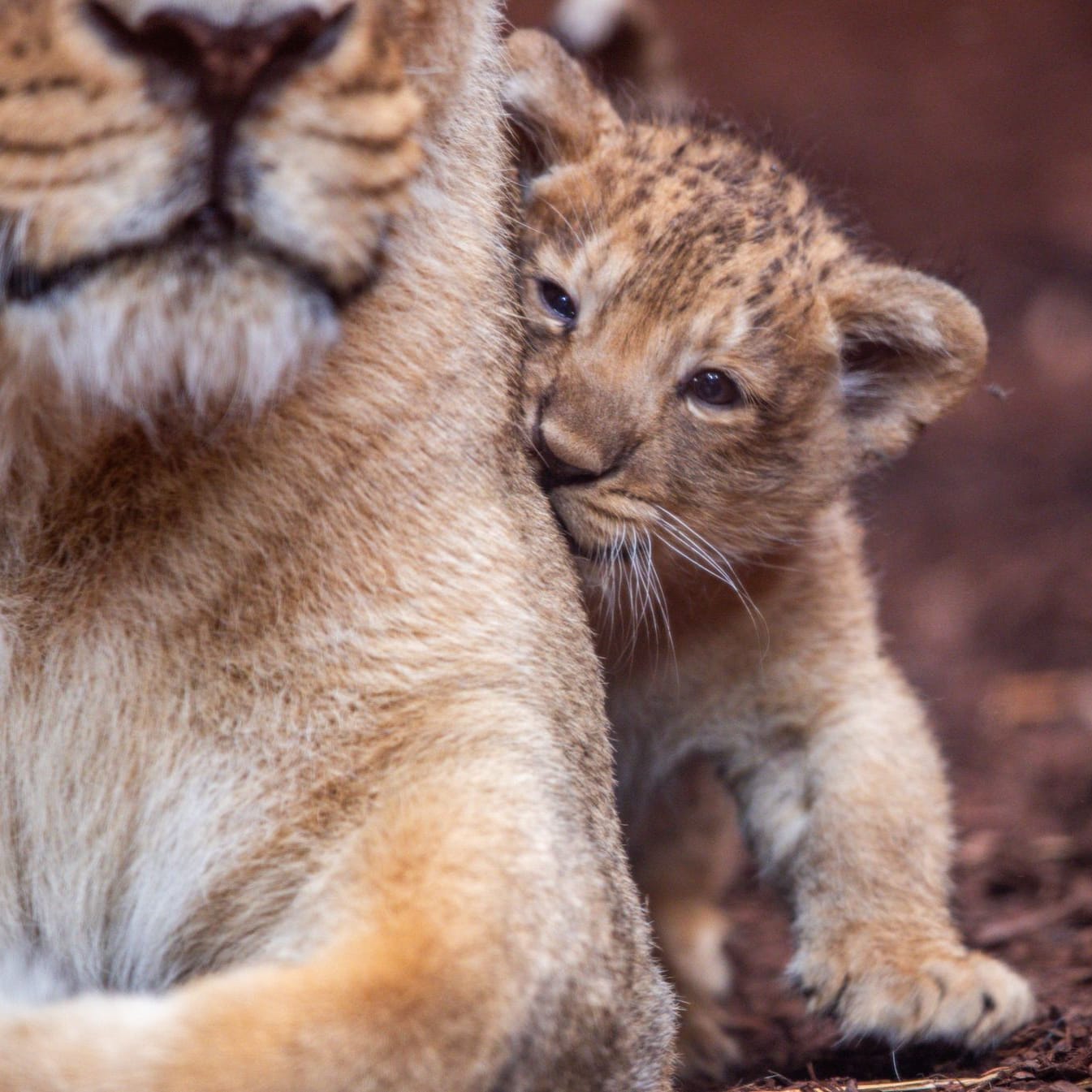 Löwenbaby im Schweriner Zoo