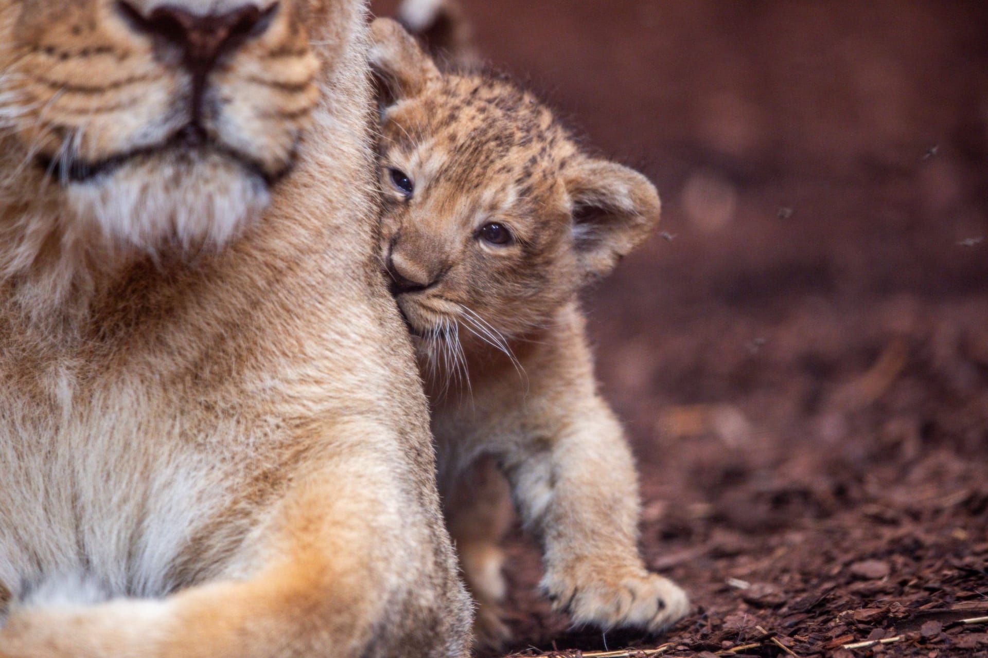 Löwenbaby im Schweriner Zoo