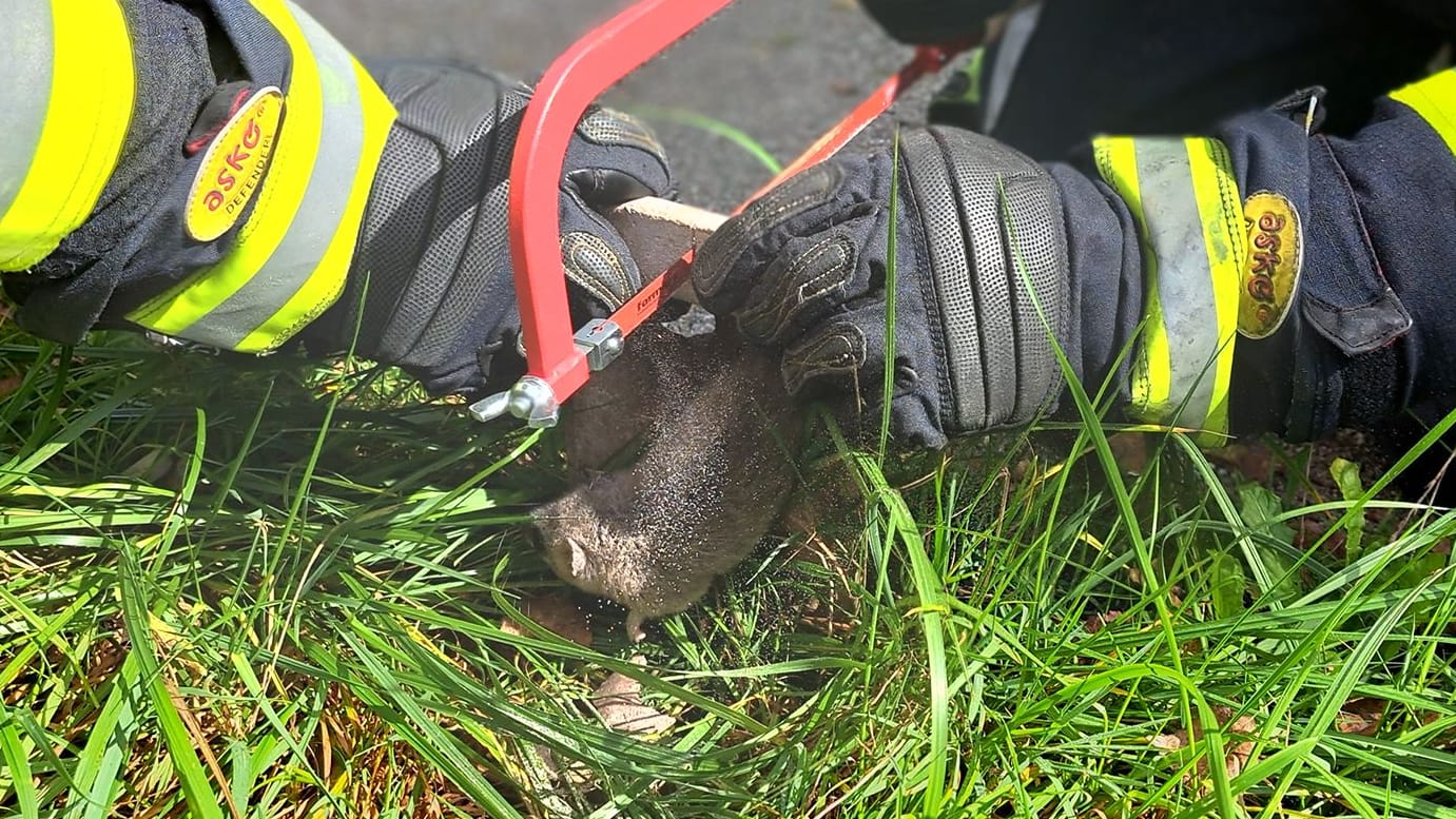 Mit einer Säge mussten die Feuerwehrleute das Tier befreien.