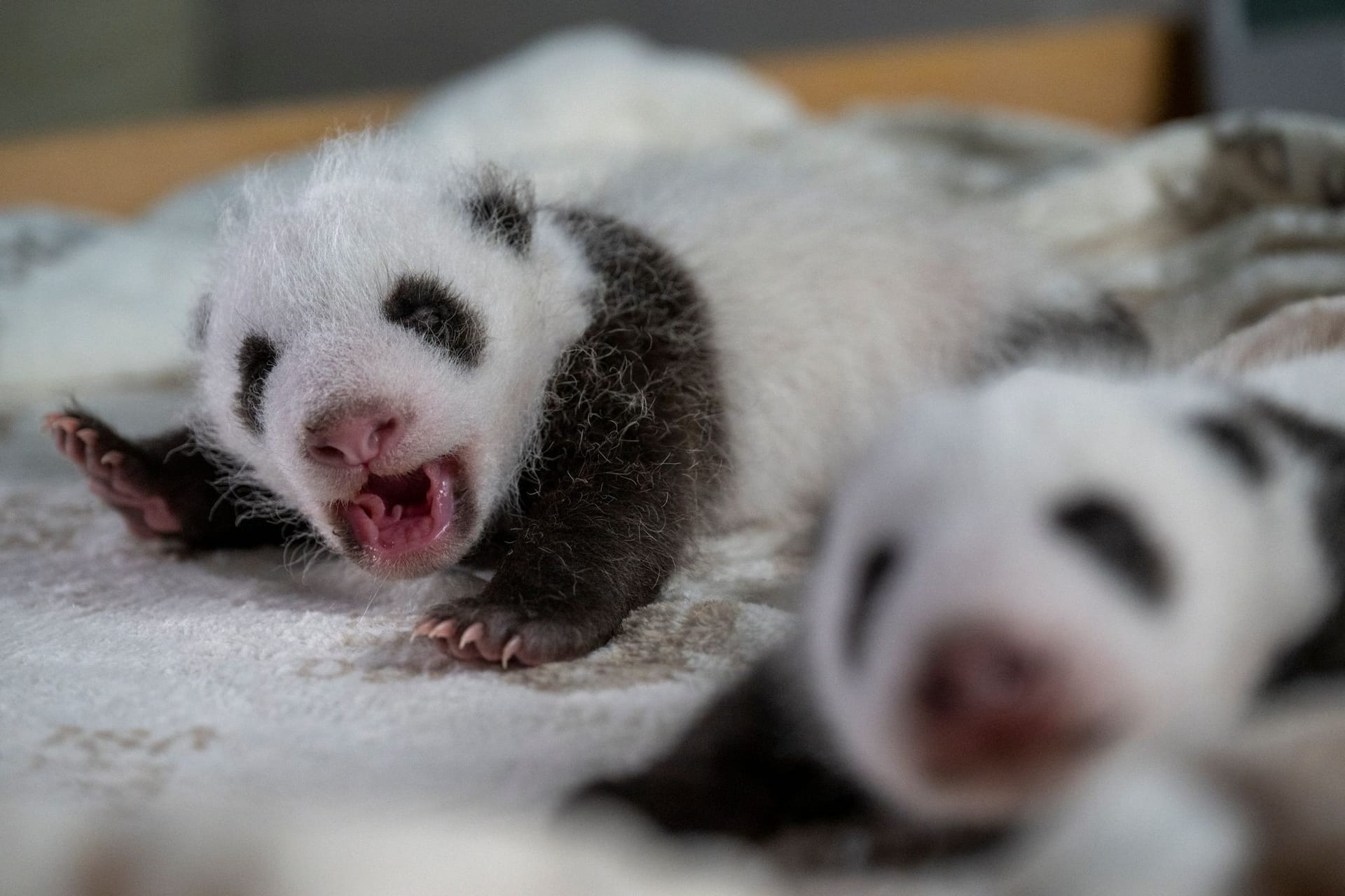 Die Panda-Zwillinge liegen in ihrem neuen Bett (Archivbild): Bald können Besucher den Nachwuchs sehen.