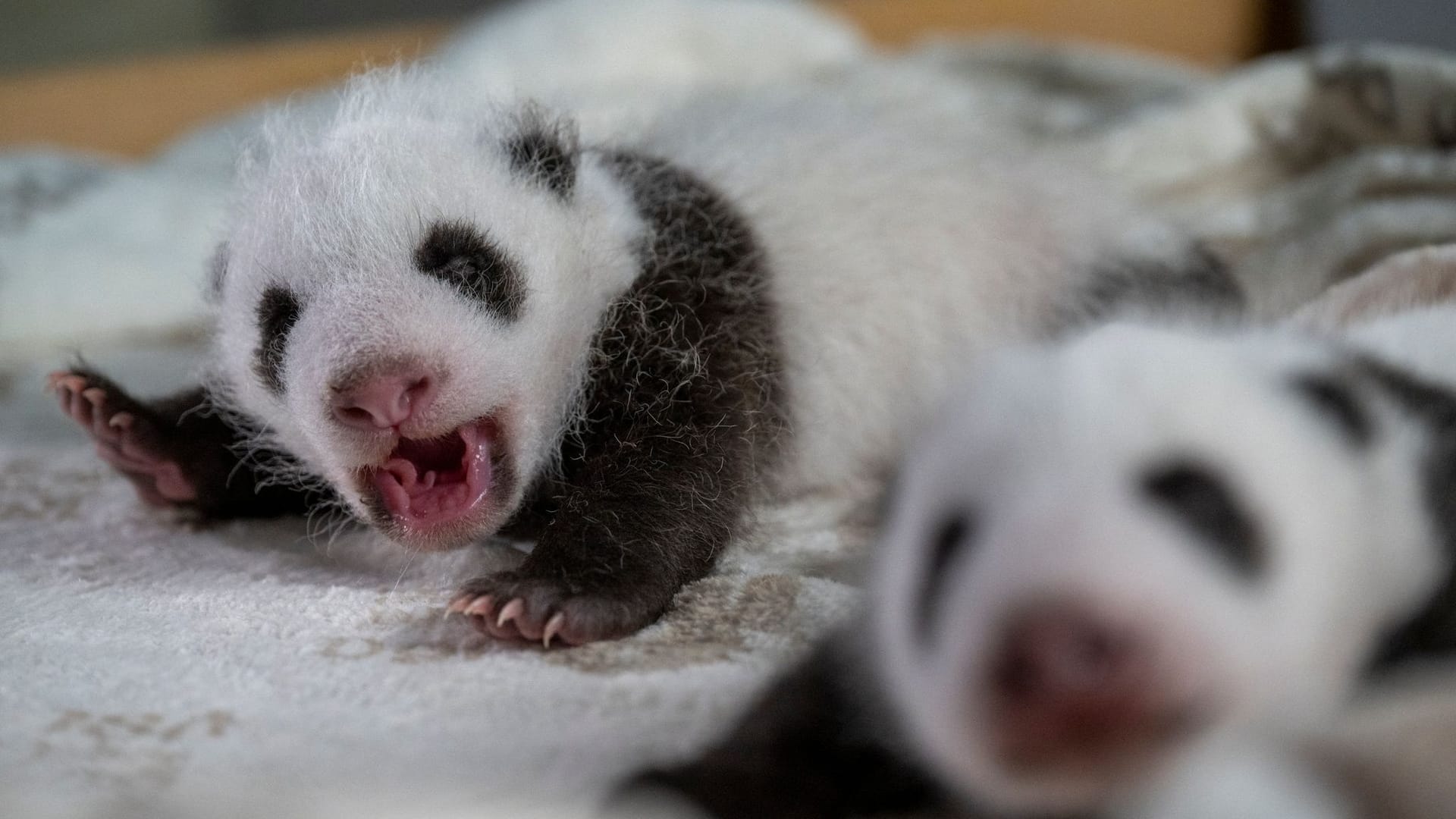 Die Panda-Zwillinge liegen in ihrem neuen Bett (Archivbild): Bald können Besucher den Nachwuchs sehen.