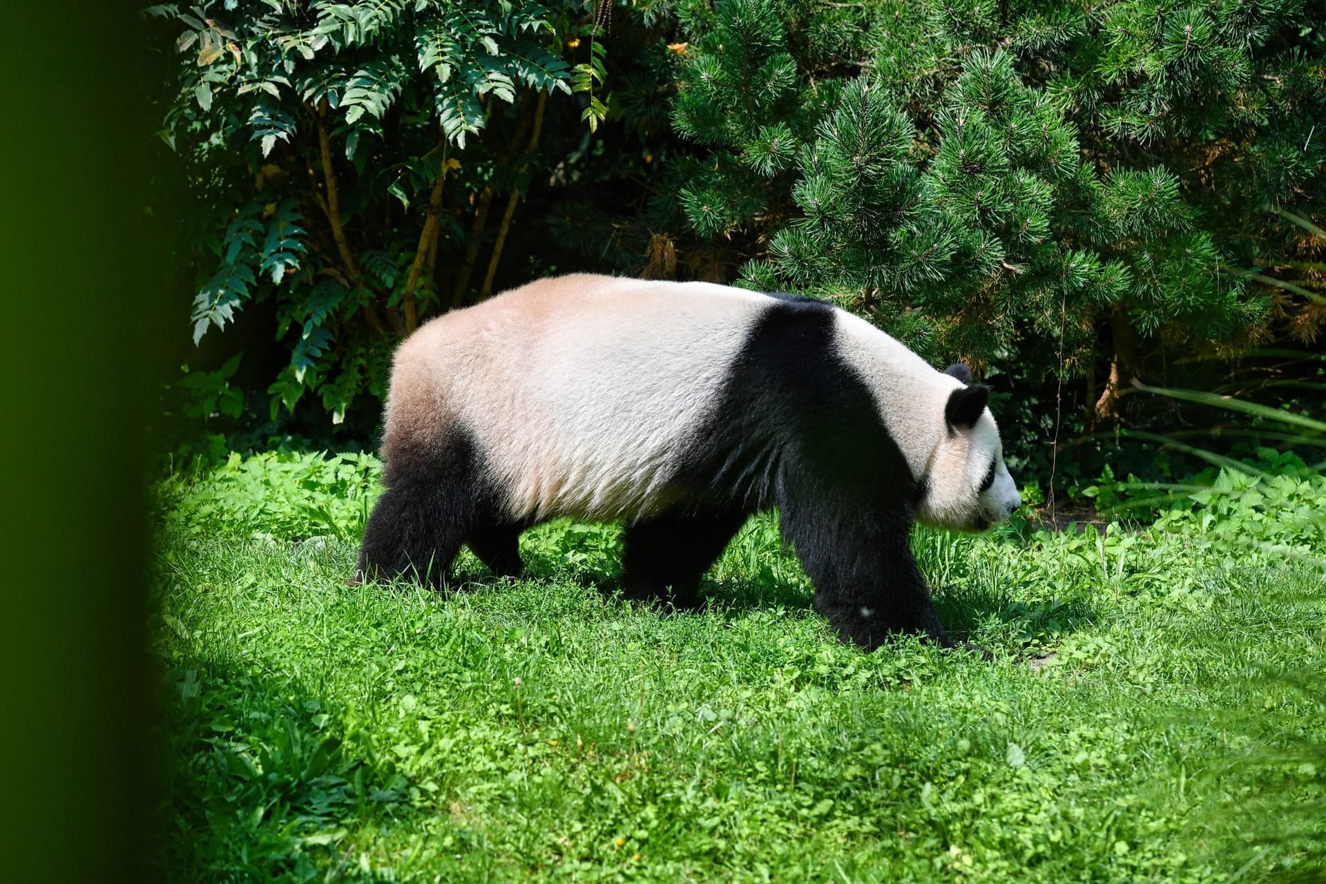 Panda-Nachwuchs im Berliner Zoo