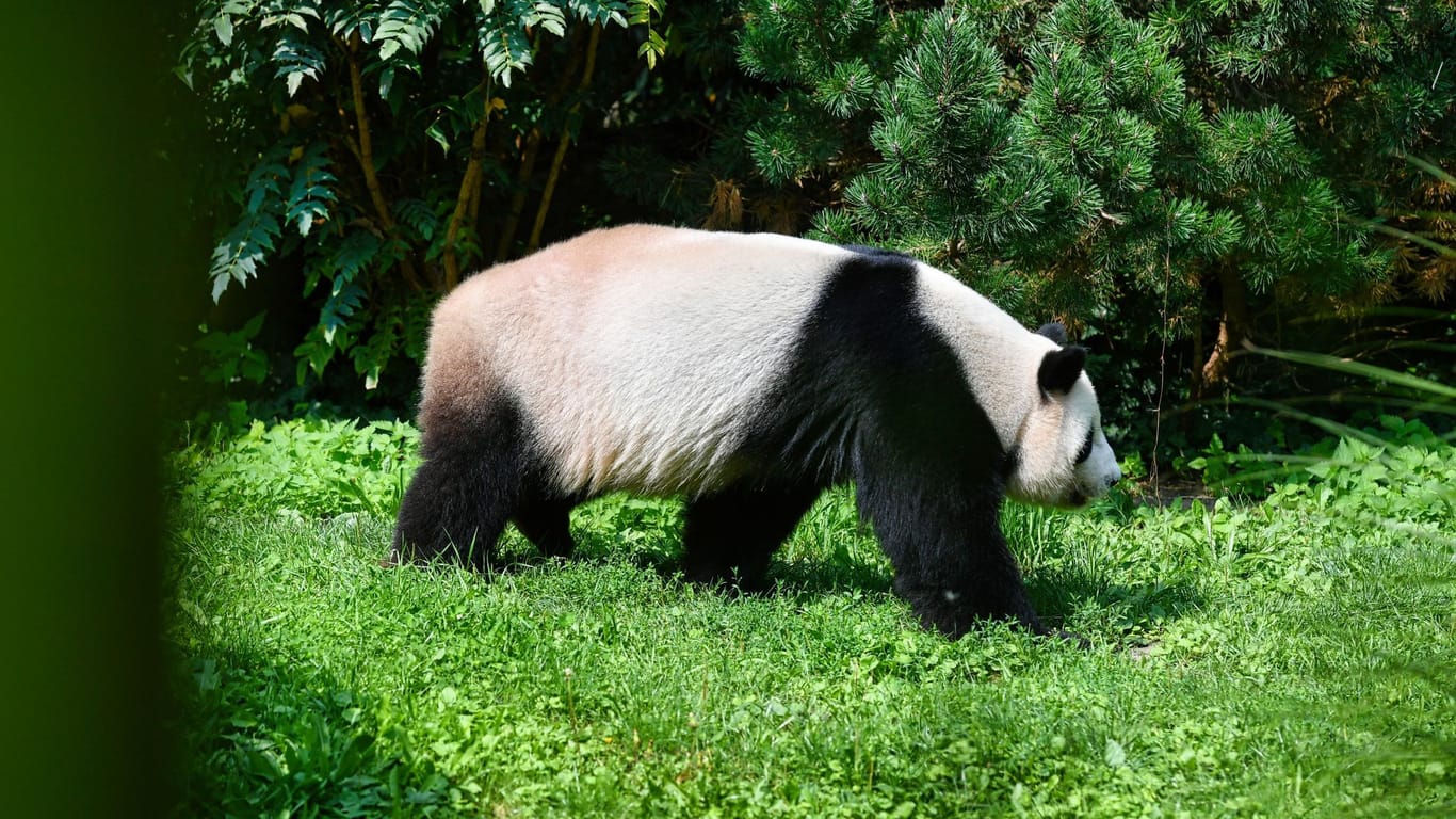 Panda-Nachwuchs im Berliner Zoo