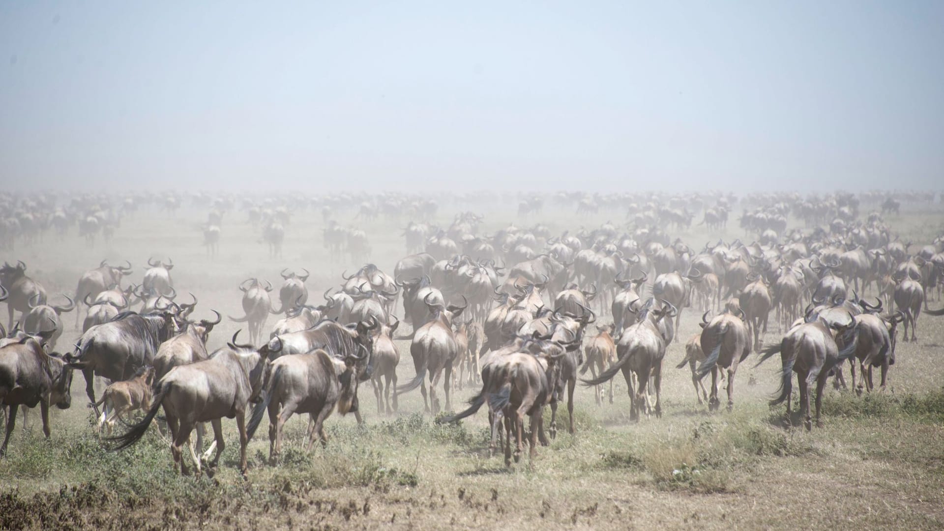 Naturschutzgebiet Afrika - Serengeti