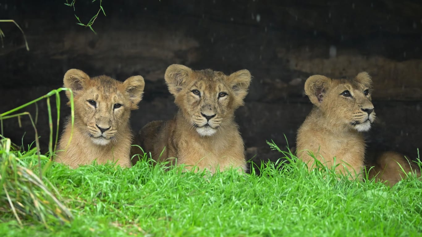 Das Löwen-Trio im Kölner Zoo: Mani, Nilay und Laya geht es gut.