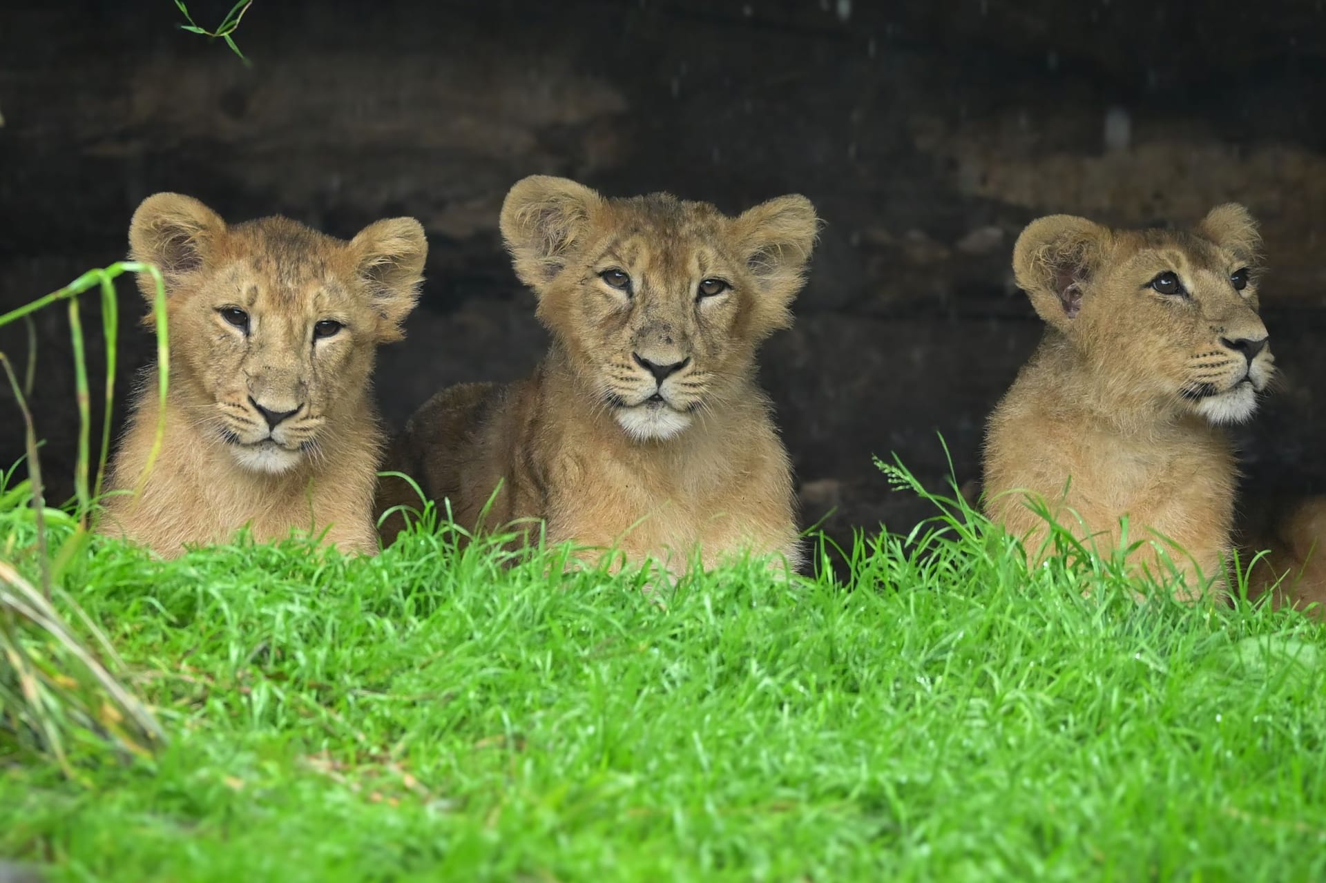 Das Löwen-Trio im Kölner Zoo: Mani, Nilay und Laya geht es gut.