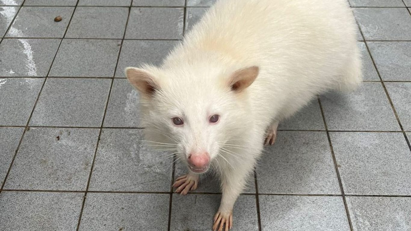 Schwierige Haltung: Albino-Waschbären sind extrem lichtempfindlich.