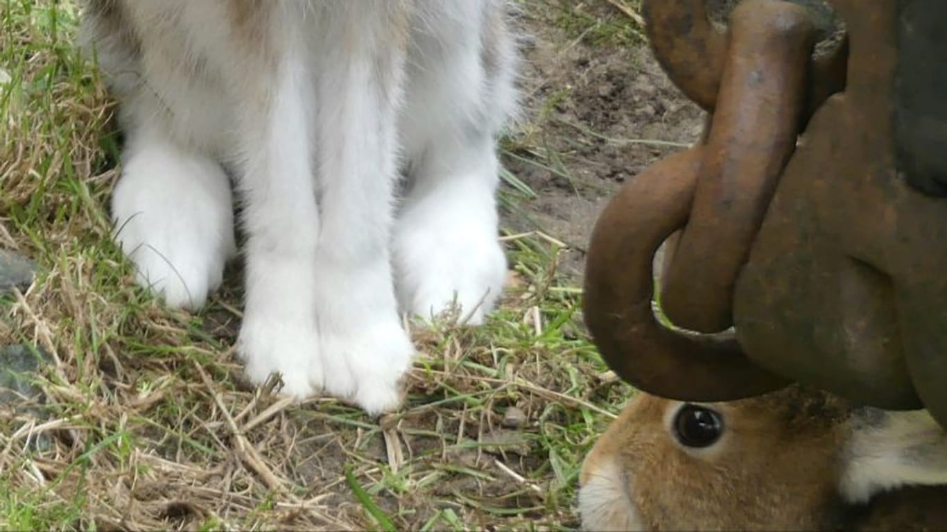 Schneehasen haben Fell zwischen den Zehen.