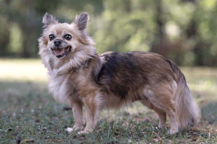 Hündin Shila sucht ein neues Zuhause - im Tierheim geht es ihr nicht gut