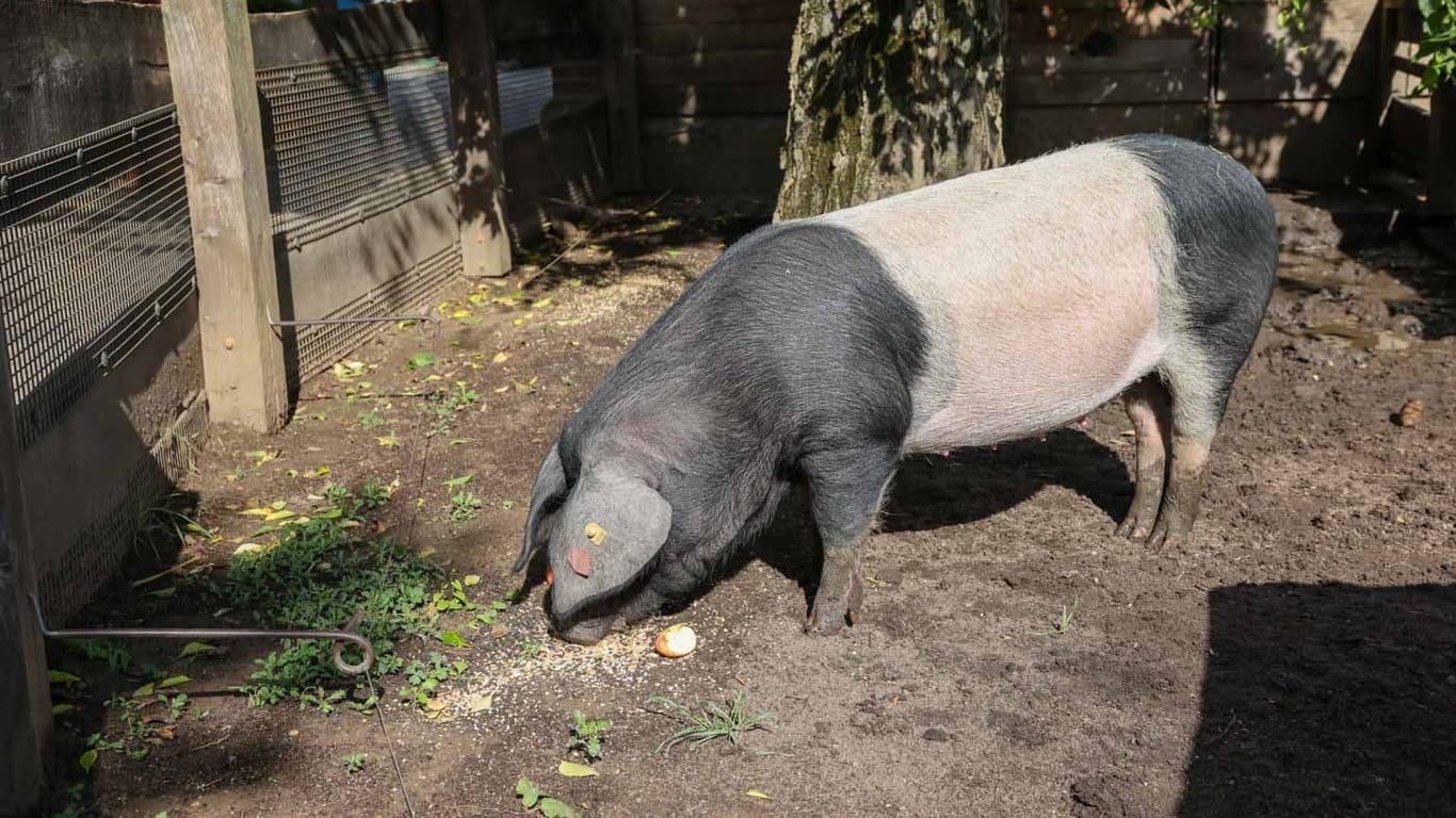 Zuchtsau Elfriede: Gemeinsam mit "Eberhard" soll sie für neue Ferkel sorgen.