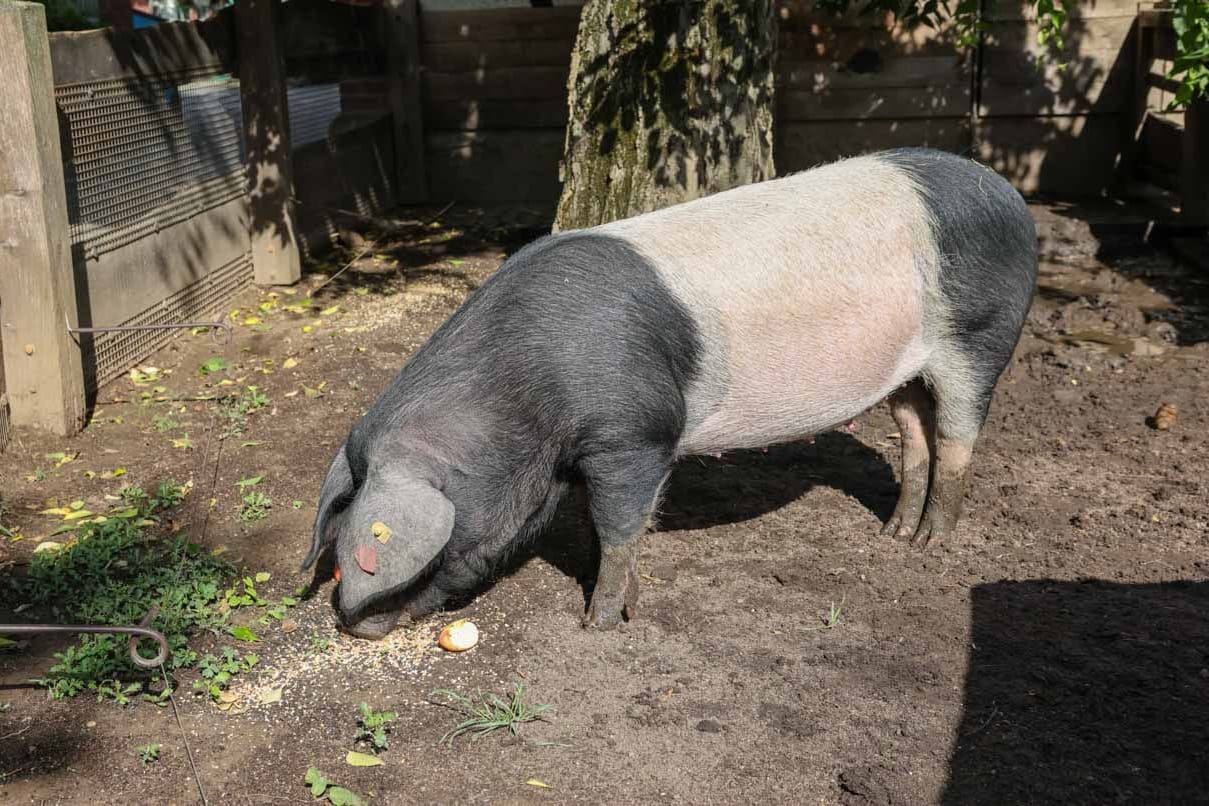 Zuchtsau Elfriede: Gemeinsam mit "Eberhard" soll sie für neue Ferkel sorgen.