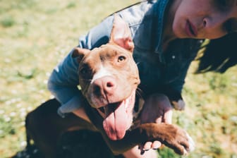 Eine Frau spielt mit einem Pitbull (Symbolbild): "Mingo" hat eine zweite Chance bekommen.