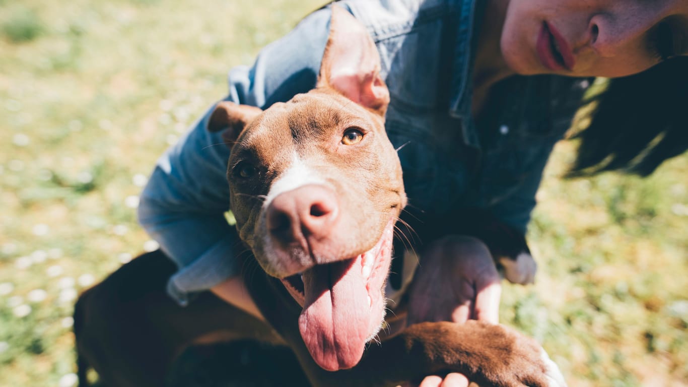 Eine Frau spielt mit einem Pitbull (Symbolbild): "Mingo" hat eine zweite Chance bekommen.