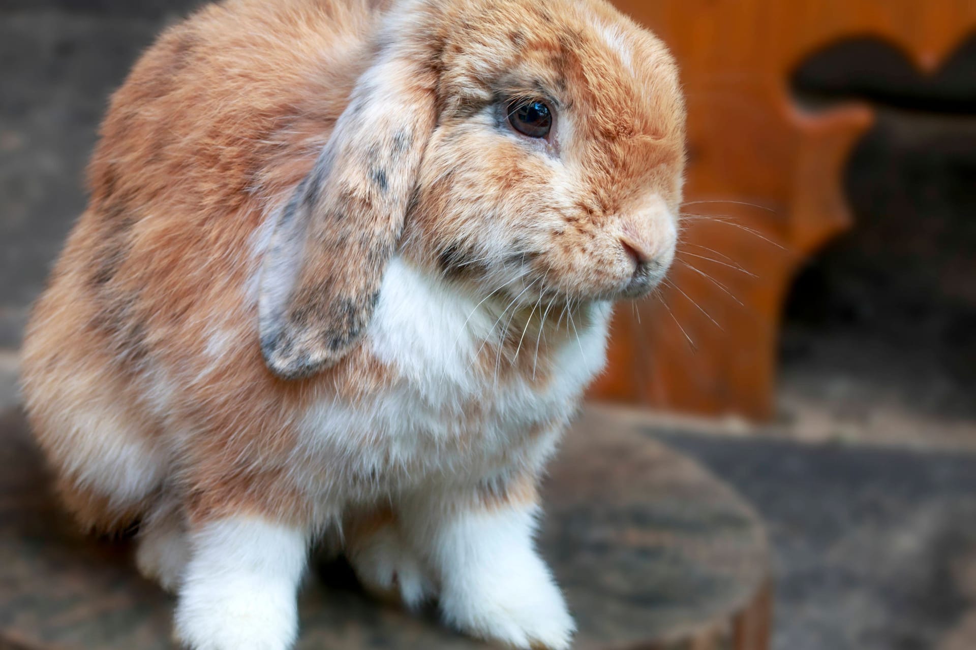 Widderkaninchen (Symbolbild): Der Aufenthalt im Tierheim war für Karin glücklicherweise nur kurz.