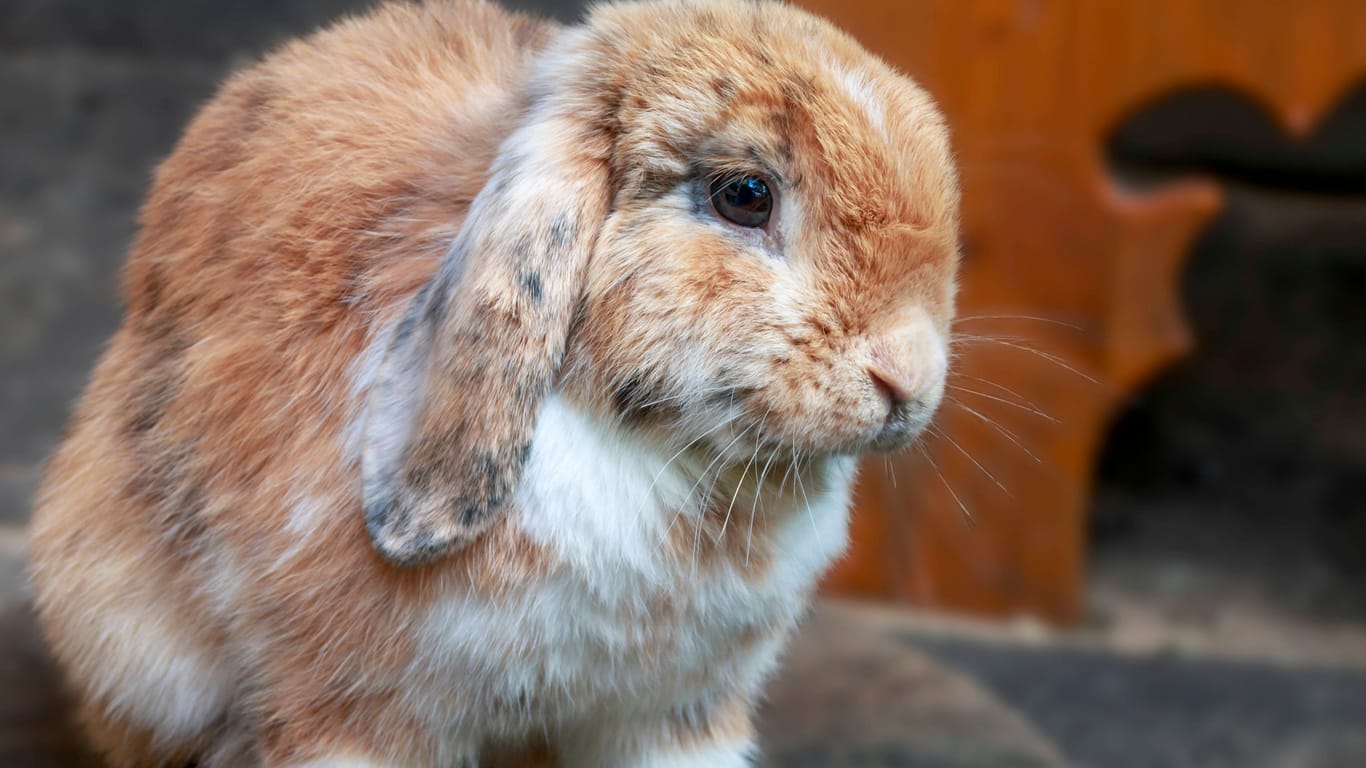 Widderkaninchen (Symbolbild): Der Aufenthalt im Tierheim war für Karin glücklicherweise nur kurz.