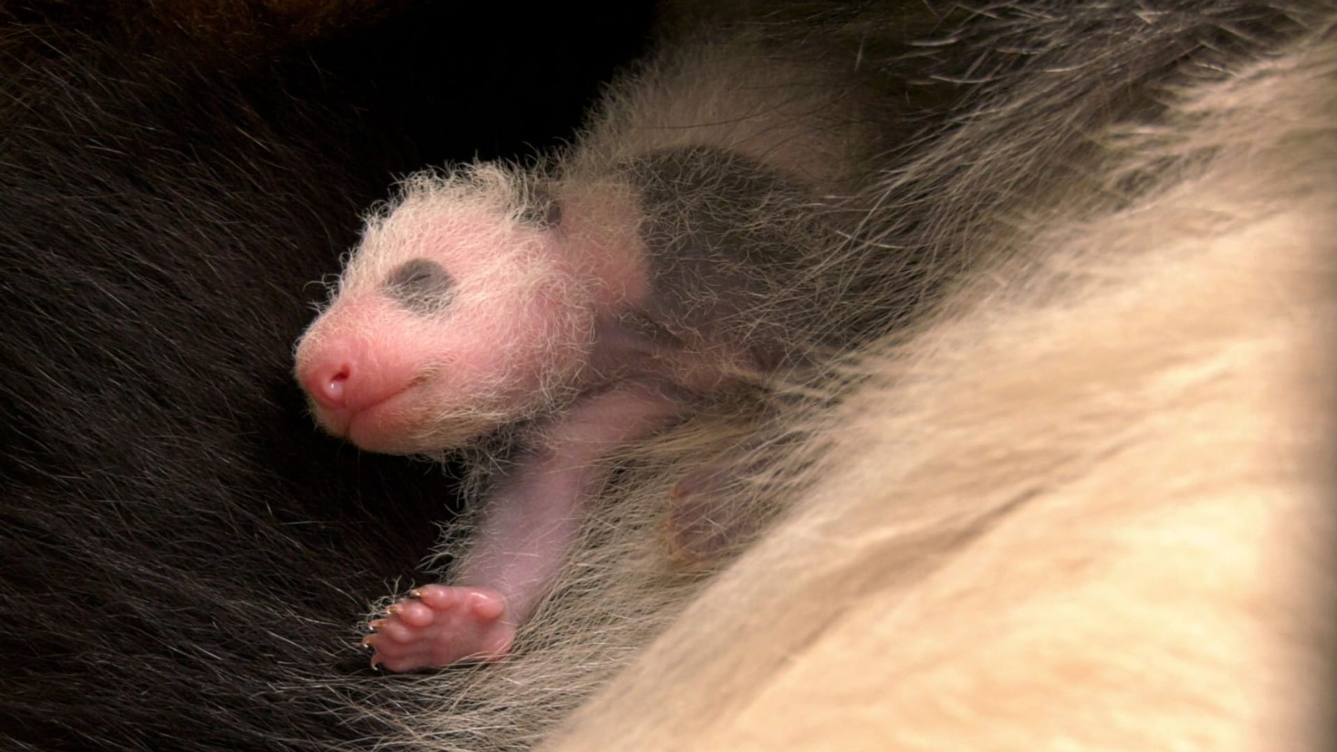 Panda-Nachwuchs im Zoo