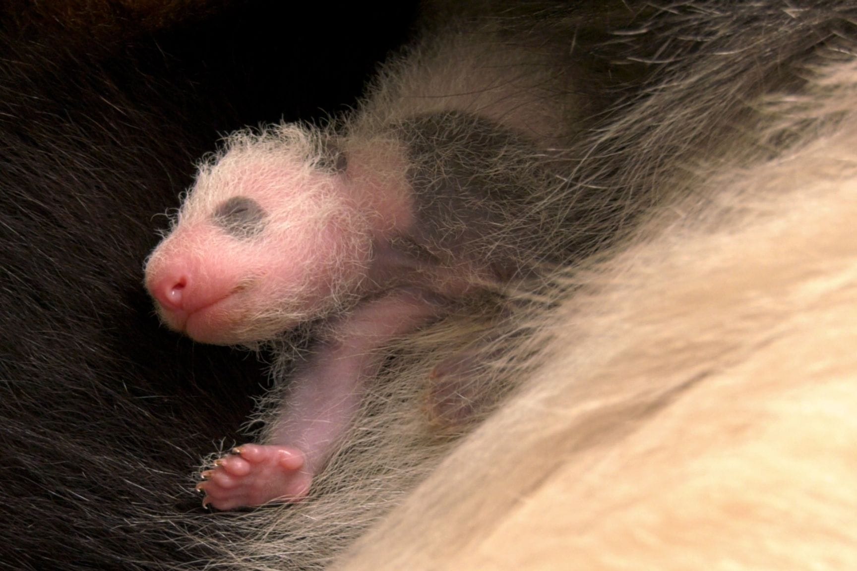 Panda-Nachwuchs im Zoo