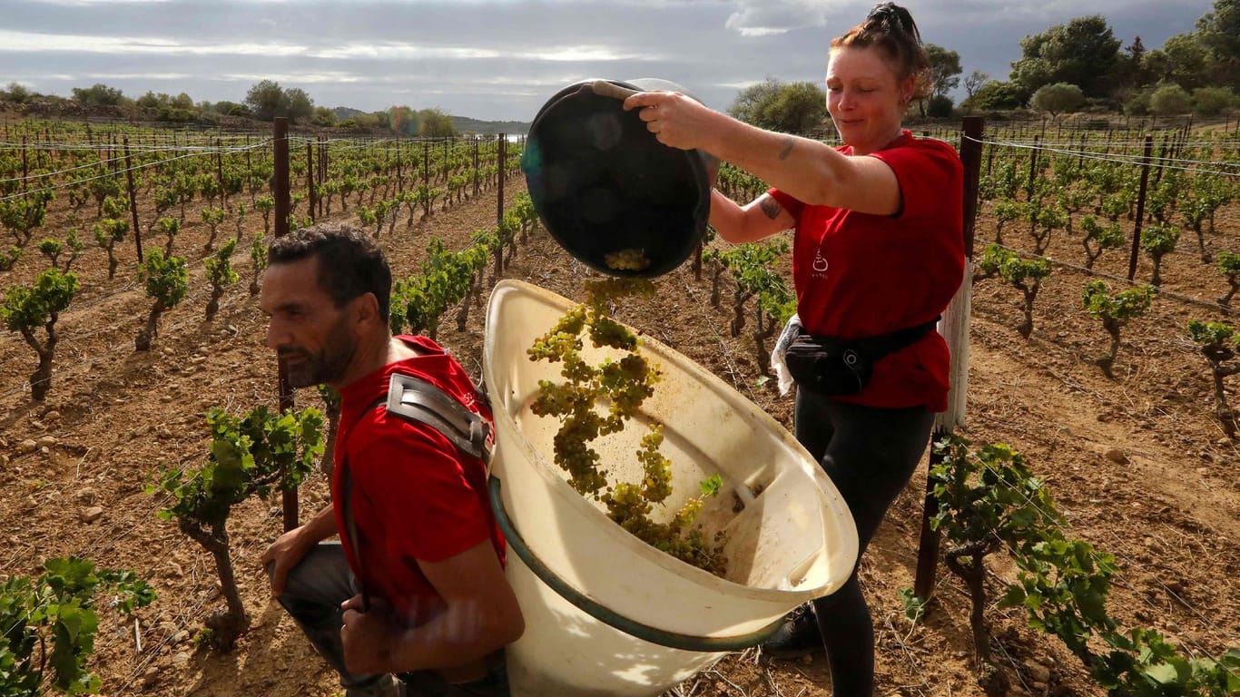 Weinlese in Frankreich