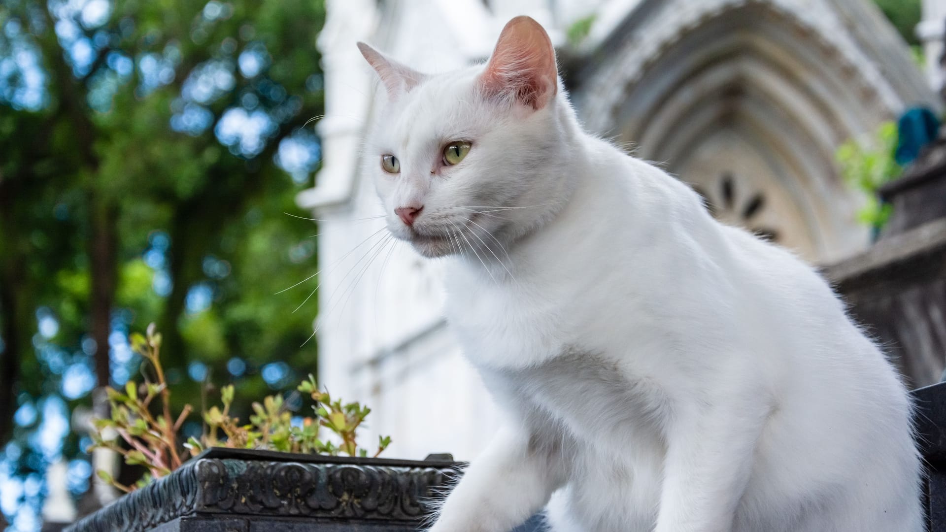 A white cat is seen on top of the tombs of Campo Santo Cemetery, in the city of Salvador, Bahia.