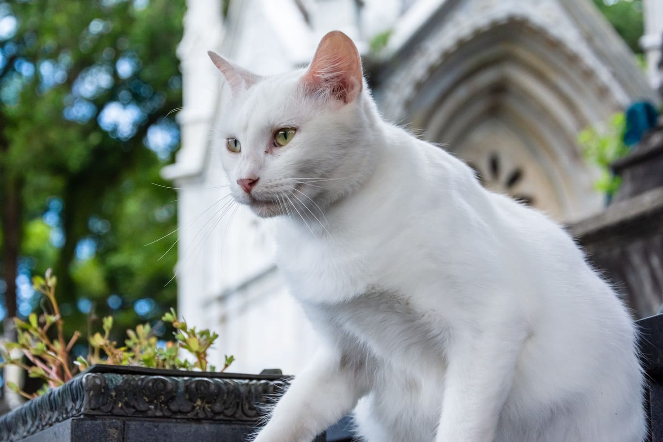 A white cat is seen on top of the tombs of Campo Santo Cemetery, in the city of Salvador, Bahia.