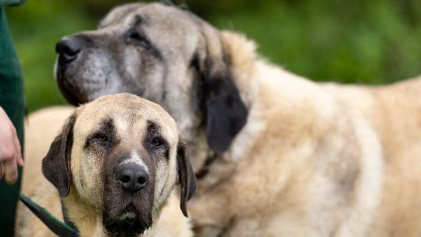 Dunja und Duman: Die Kangals suchten lange nach einem neuen Zuhause.