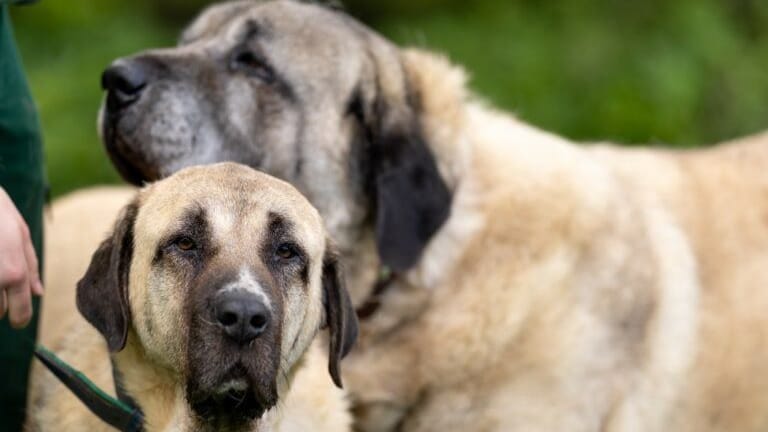 Dunja und Duman: Die Kangals suchten lange nach einem neuen Zuhause.