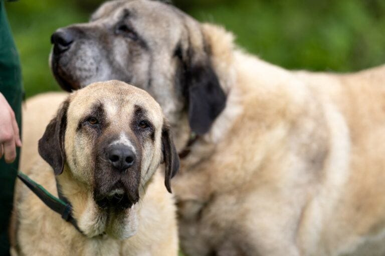 Dunja und Duman: Die Kangals suchten lange nach einem neuen Zuhause.