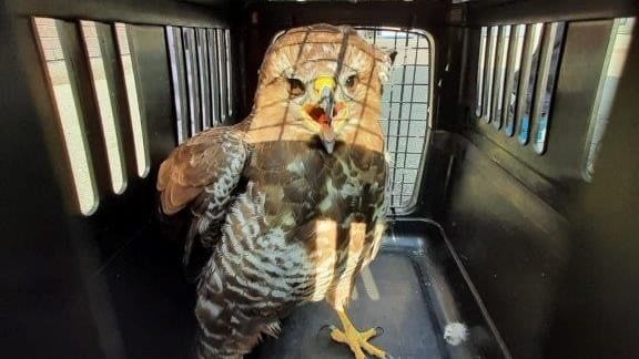 "Herni" geht es wieder besser: Der Mäusebussard hatte sich in einen U-Bahn-Schacht verflogen.