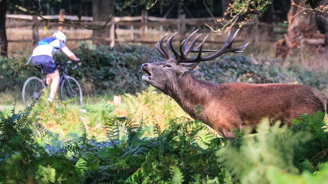 Ein Rothirsch ruft einem Radfahrer im Londoner Richmond-Park hinterher: Hat der Fahrer gegen eine Regel verstoßen?