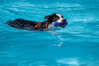 Hund im Wasser