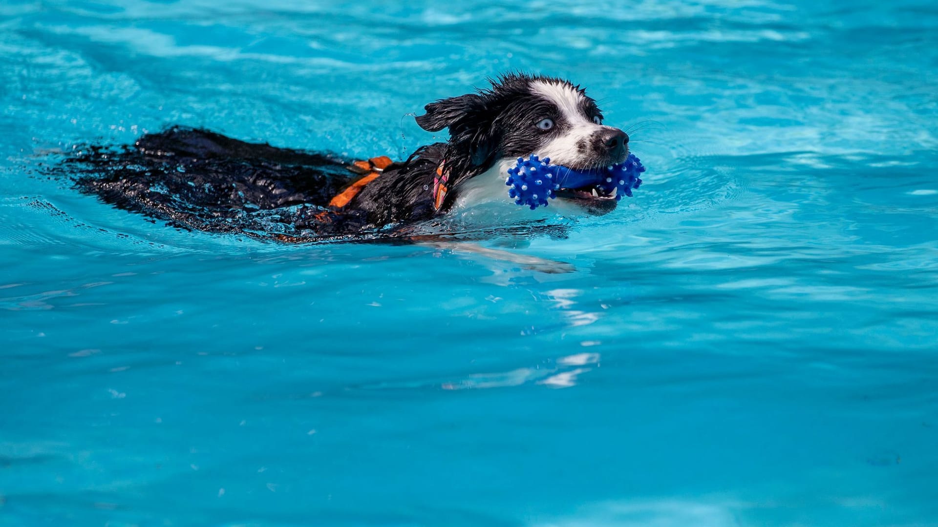 Hund im Wasser