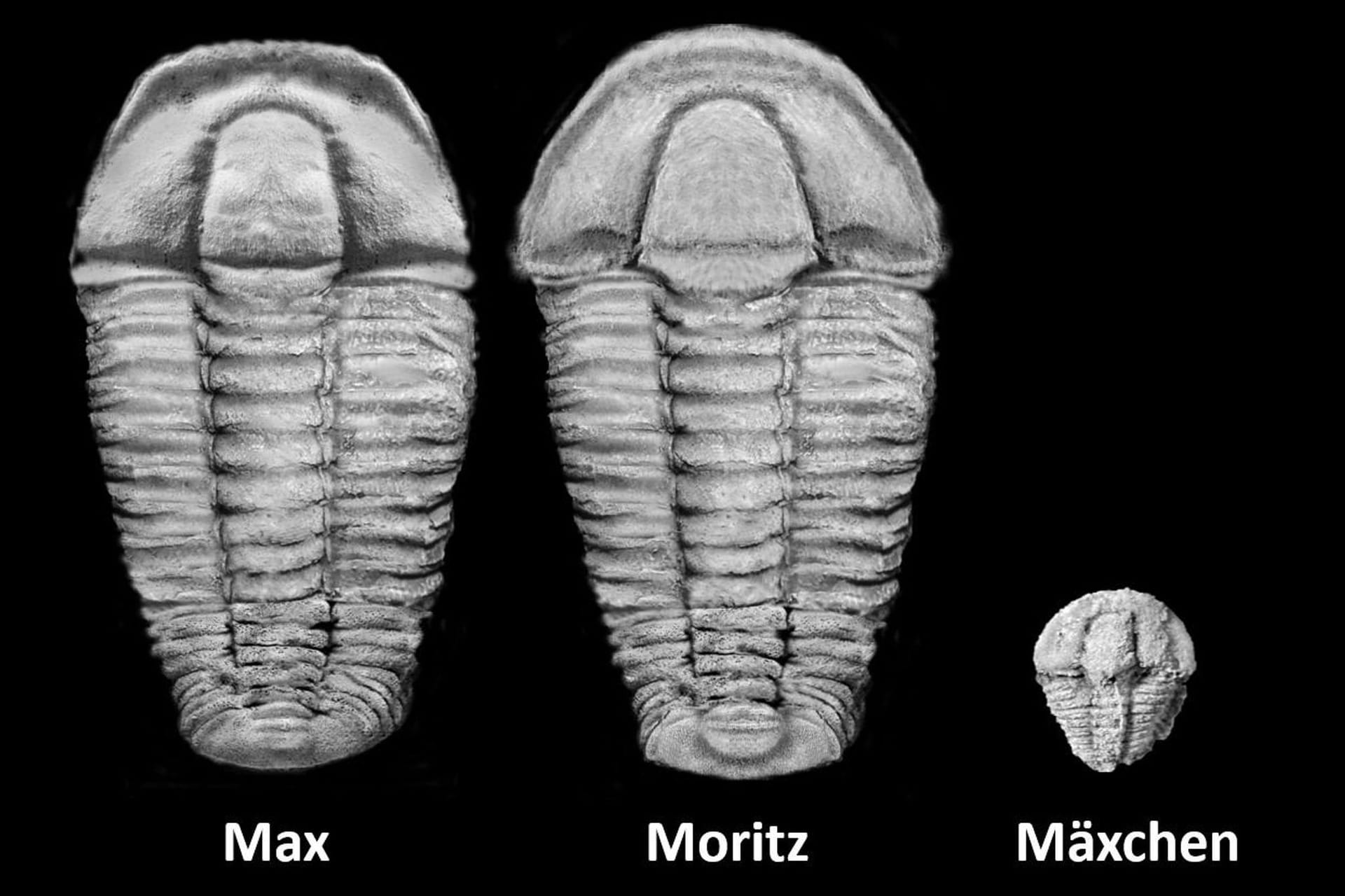 Neu entdeckte Dreilapperkrebse