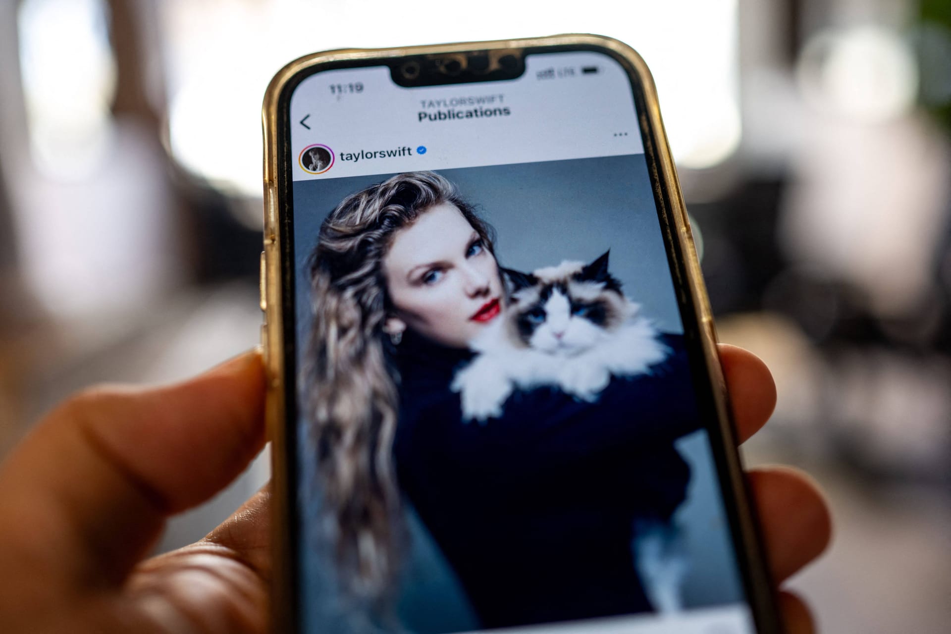 Taylor Swift, die Katzenbotschafterin