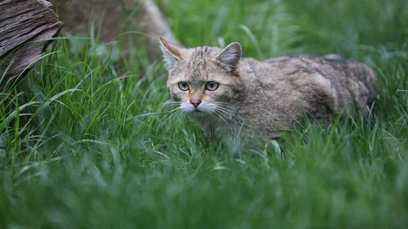 Wildkatze