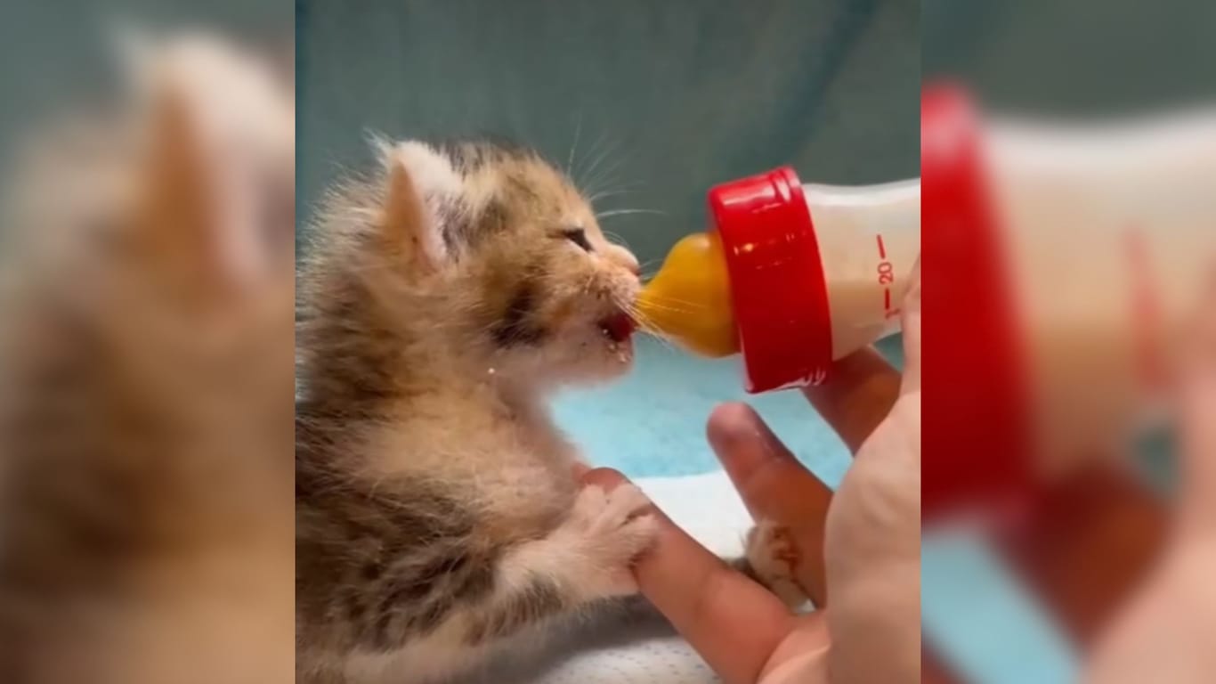 Der Tierschutzverein in Frankfurt rettet ein Katzenbaby vor dem sicheren Tod