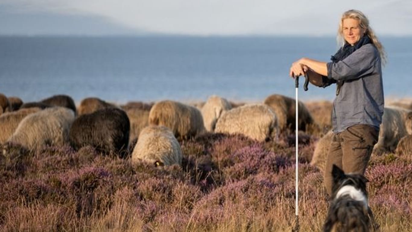 Hingucker: Mit ihren mehr als 600 Fjordlandschafen gehört Wanderschäferin Uta Wree zum Bild auf Sylt. Aktuell muss sie aber als Tierärztin auf dem Festland Tierleid lindern.