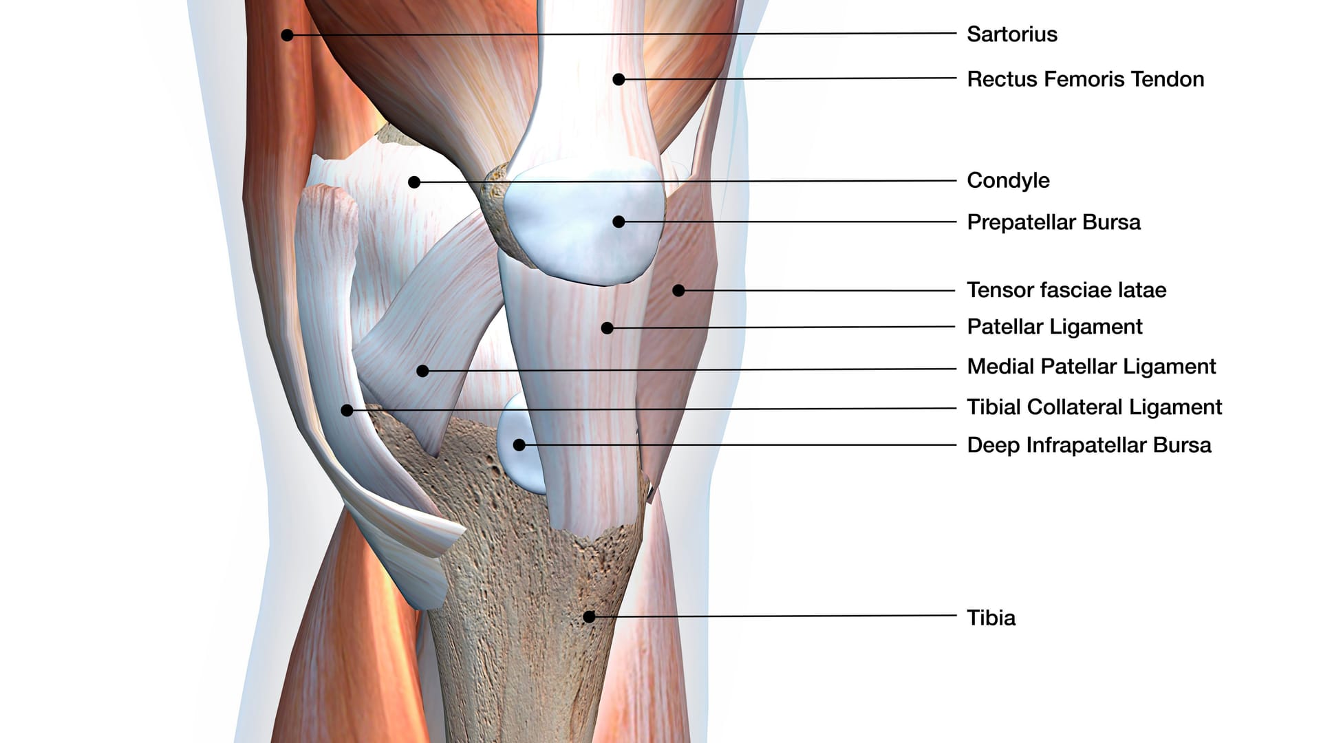 Anatomie des Knies: Das Knieband (Patellar Ligament) verbindet die Kniescheibe mit dem Unterschenkel.