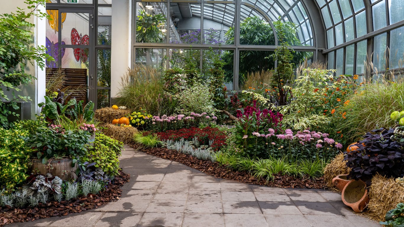 Ein kleiner Vorgeschmack auf die Spätsommerschau im Frankfurter Palmengarten.