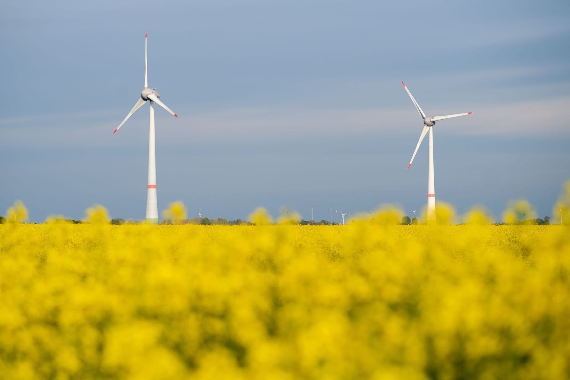 Rapsblüte in Niedersachsen