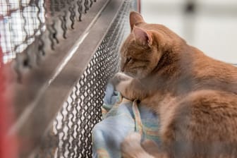 Katze in einem Tierheim (Symbolfoto): Im Tierheim Aachen wurde eine Quarantäne verhängt.