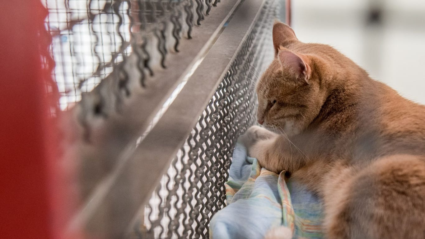 Katze in einem Tierheim (Symbolfoto): Im Tierheim Aachen wurde eine Quarantäne verhängt.