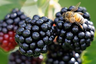 Sobald Brombeeren reifen, werden sie rot, dann dunkeln die Früchte nach, werden lila und schließlich schwarz, wenn sie wirklich reif und weich sind.