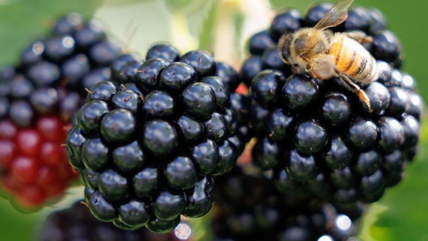 Sobald Brombeeren reifen, werden sie rot, dann dunkeln die Früchte nach, werden lila und schließlich schwarz, wenn sie wirklich reif und weich sind.