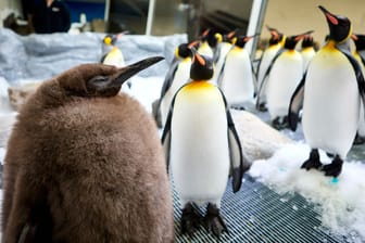 Pinguin Pesto ist für sein Alter überverhältnismäßig groß.