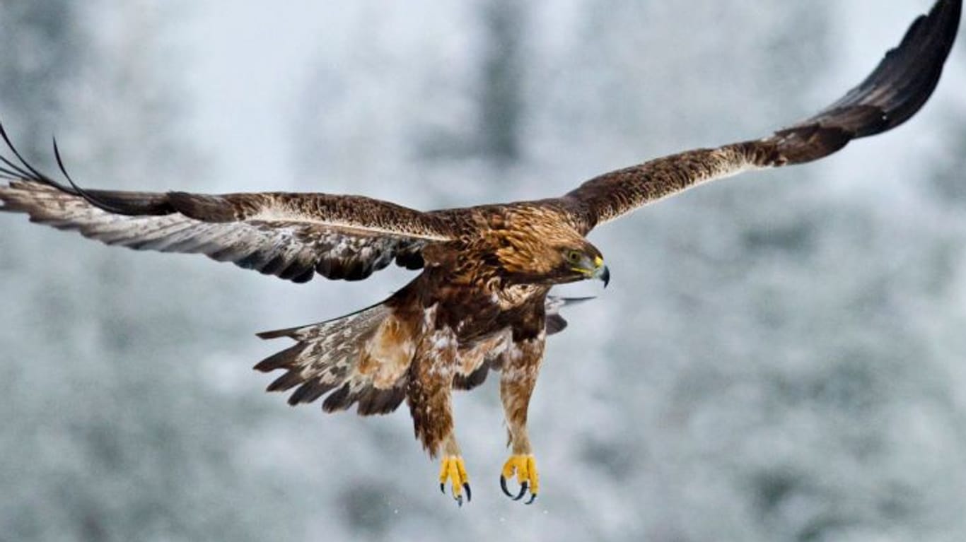 Ein Steinadler beim Anflug auf seine Beute: Die Raubvögel töten mit ihren Krallen.