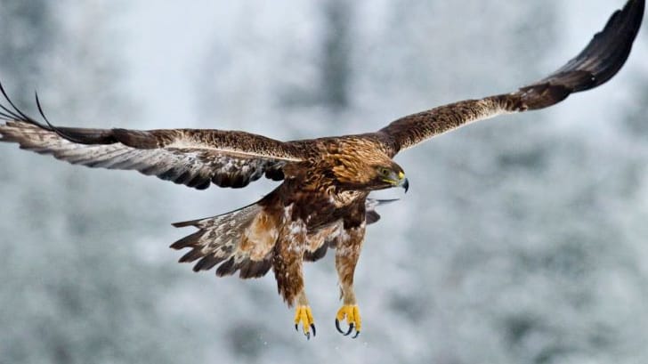 Ein Steinadler beim Anflug auf seine Beute: Die Raubvögel töten mit ihren Krallen.