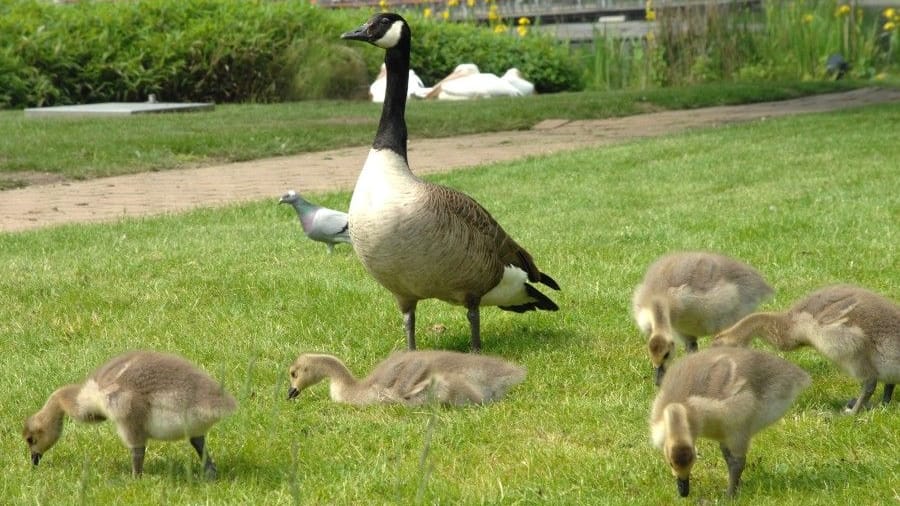 Kanadagänse auf einer Wiese (Symbolbild): In Essen haben sich die Tiere stark verbreitet.