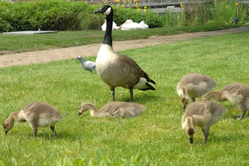 Kanadagänse auf einer Wiese (Symbolbild): In Essen haben sich die Tiere stark verbreitet.